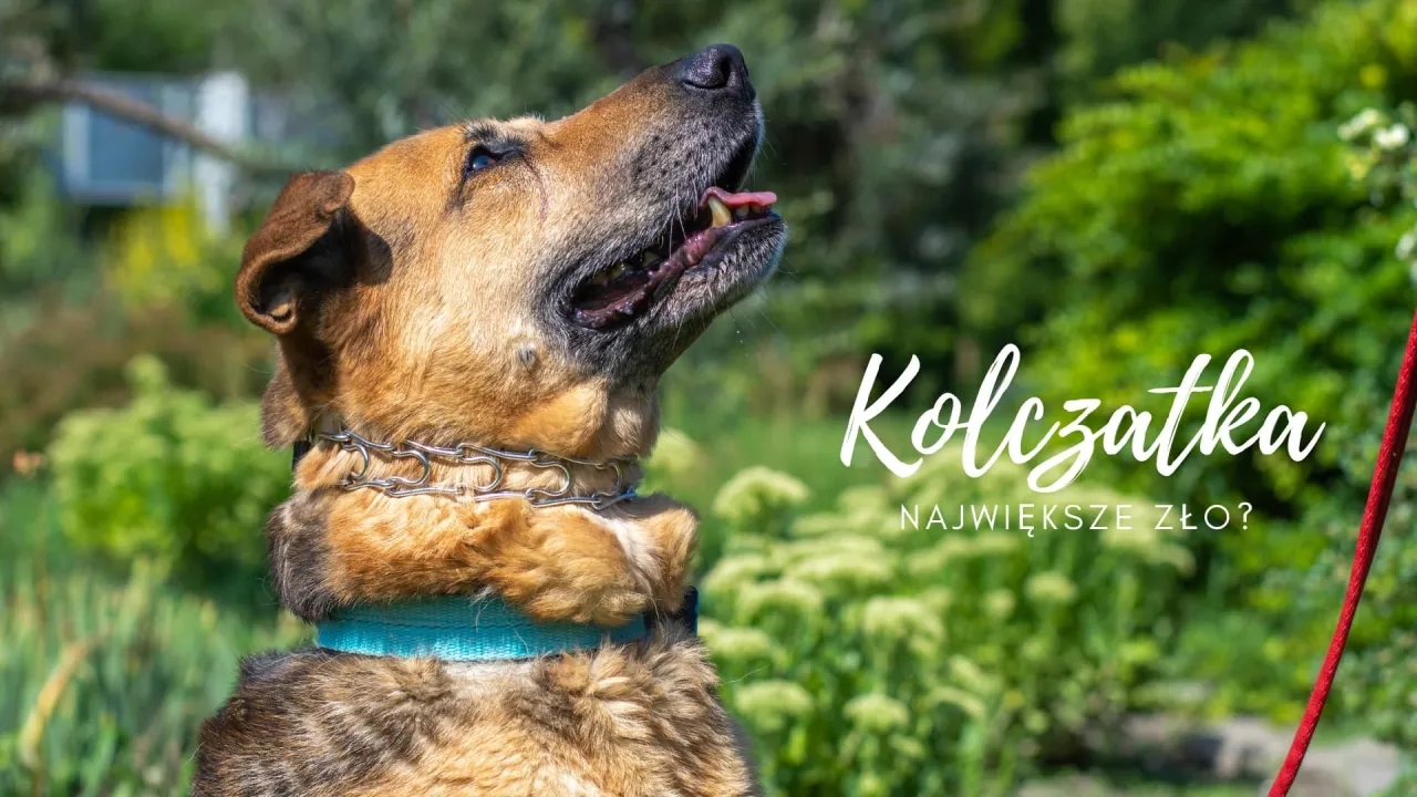 Czy kolczatka jest dobra dla psa? Sprawdź, dlaczego może zaszkodzić