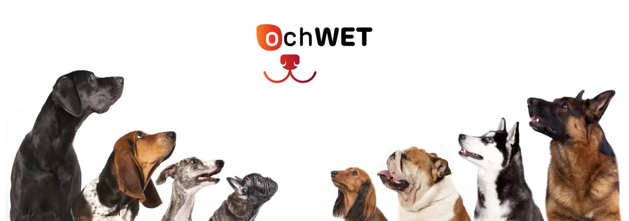 Gdzie przyjmuje prof. Lechowski weterynarz? Sprawdź adres i usługi