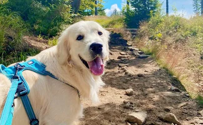 Jak wychować szczeniaka golden retriever - kluczowe porady i triki