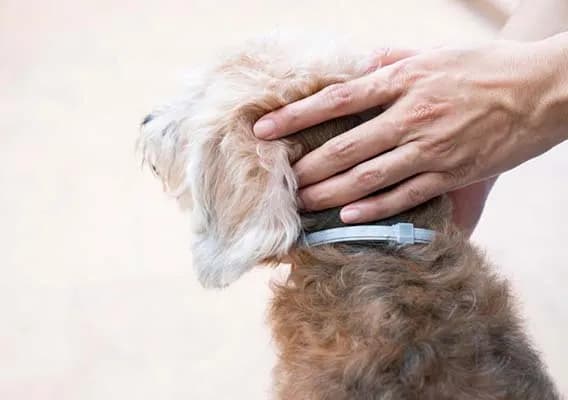 Obroża Scalibor czy Foresto - Która lepiej chroni przed kleszczami?