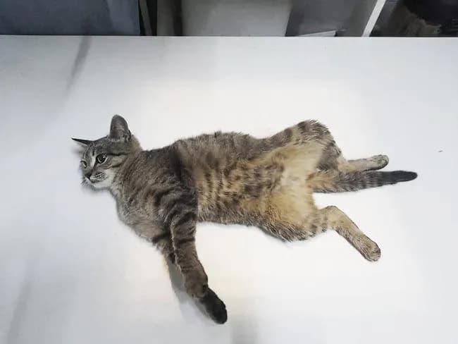 Jak napisać podziękowanie dla weterynarza, aby wyrazić wdzięczność