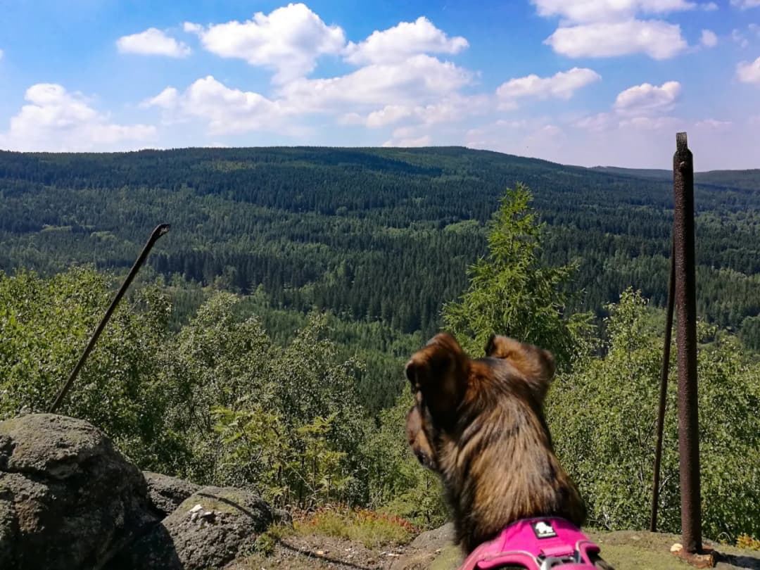 Najlepsze miejsca na spacer z psem w okolicach Poznania, które warto poznać