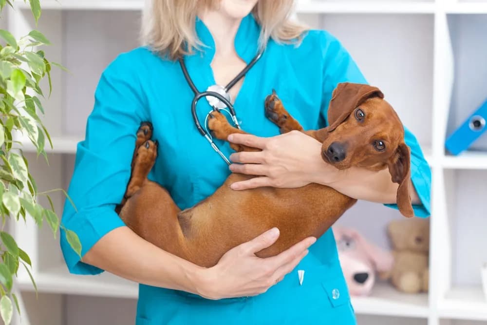 Ile kosztuje wizyta kontrolna u weterynarza? Sprawdź ceny i porady