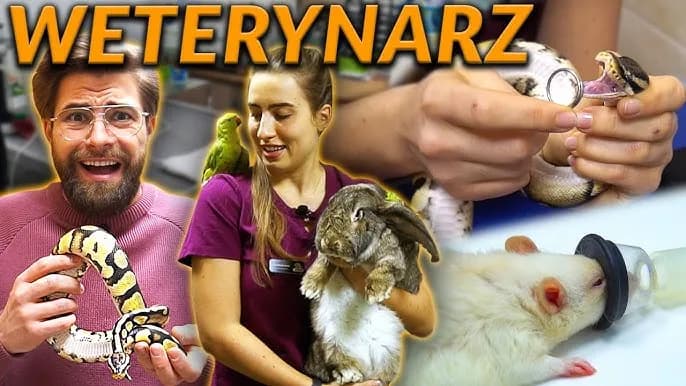 Ile zarabia weterynarz w zoo? Zaskakujące fakty o wynagrodzeniach