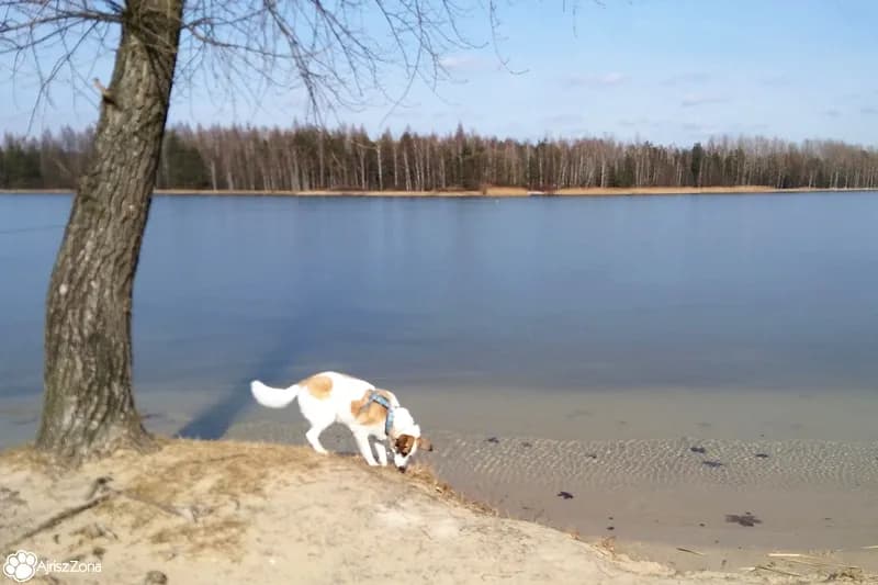 Gdzie z psem na spacer w Śląsku? Odkryj najlepsze miejsca na spacery