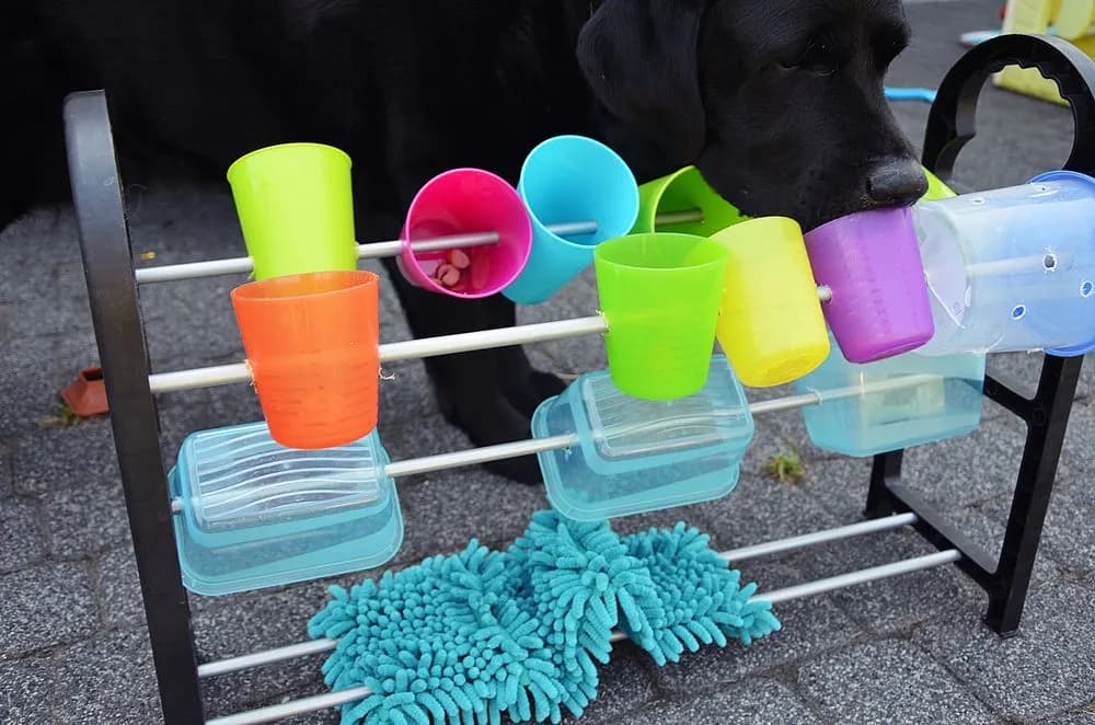 Jak zrobić zabawkę dla psa: tanie i kreatywne pomysły DIY