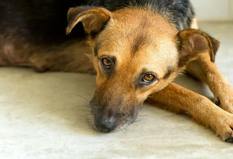 Co mówią psy u weterynarza: jak rozpoznać ich niepokój i ból