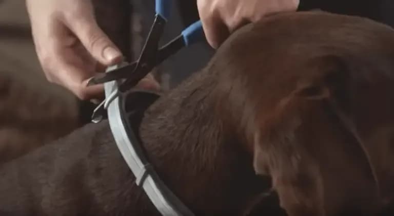 Ile kosztuje obroża dla psa Foresto? Ceny i porównania ofert