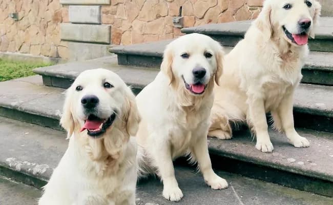 Jak wygląda golden retriever? Odkryj jego piękne cechy i wygląd
