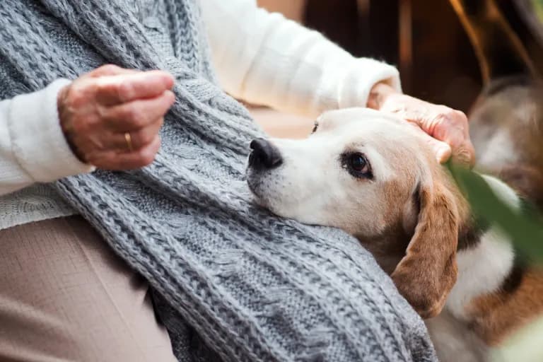 Jaki pies dla 60 latka? Idealne rasy dla spokojnego towarzystwa