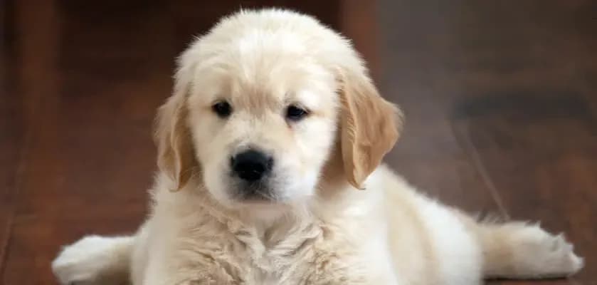 Ile kosztuje golden retriever z hodowli? Sprawdź, co wpływa na cenę