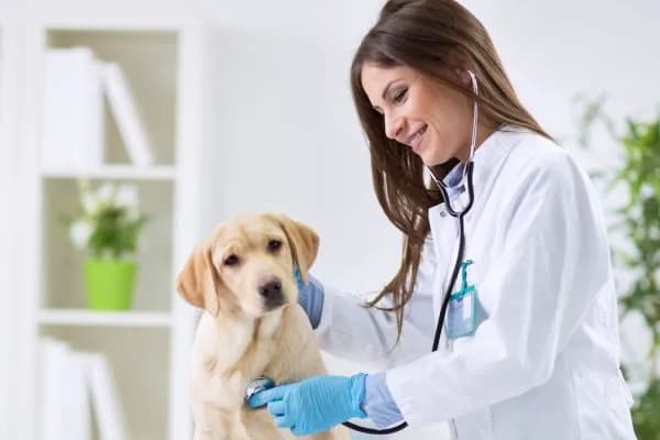 Co weterynarz robi z uśpionym psem? Ważne informacje dla właścicieli