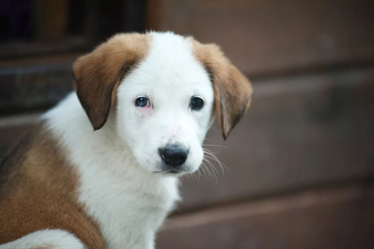 Ile kosztuje odrobaczenie psa u weterynarza? Sprawdź ceny i porady