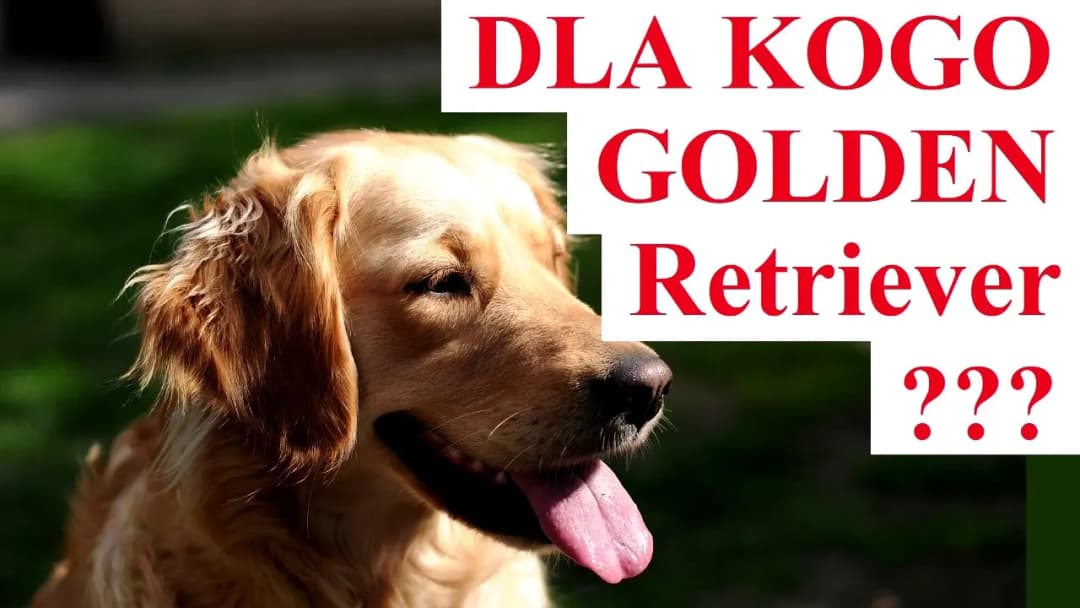 Dla kogo golden retriever? Idealny pies dla aktywnych rodzin