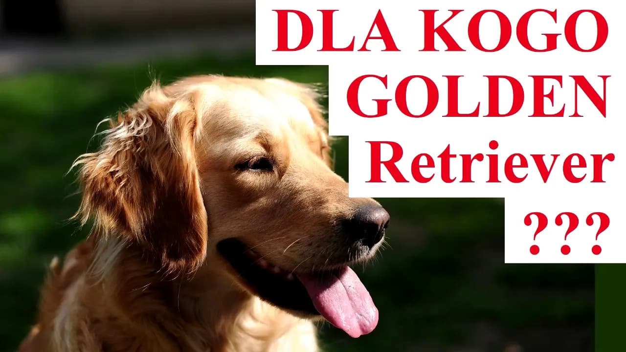 Dla kogo golden retriever? Idealny pies dla aktywnych rodzin