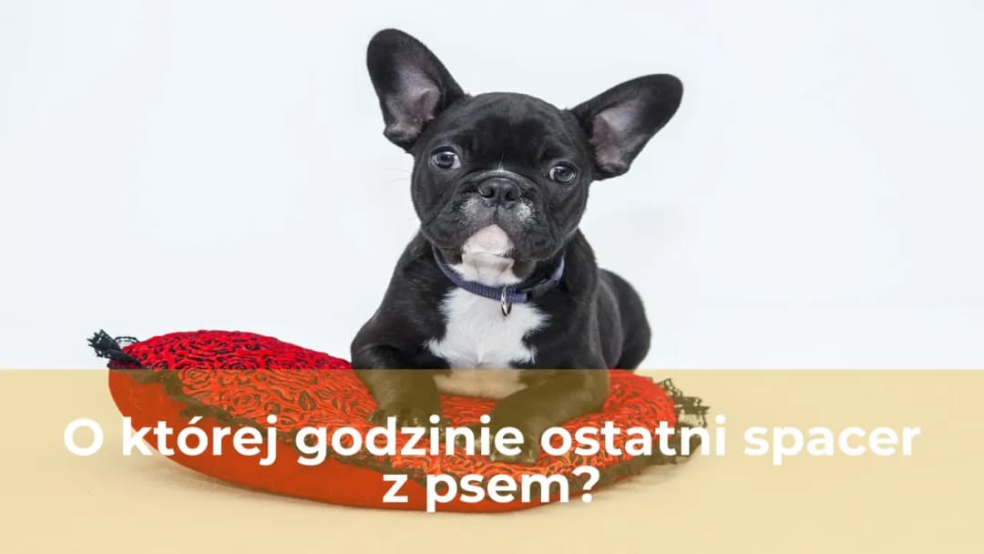 O której ostatni spacer z psem? Kluczowe porady dla właścicieli