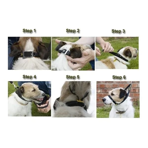 Jak dobrać obrożę uzdową, by zapewnić psu komfort i bezpieczeństwo