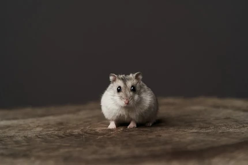 Ile kosztuje wizyta u weterynarza z chomikiem? Sprawdź ukryte wydatki