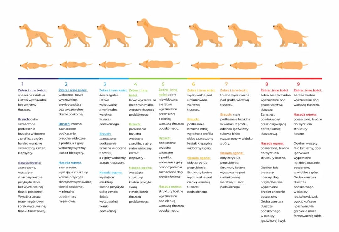 Ile mokrej karmy dla psa tabela – uniknij błędów w karmieniu pupila