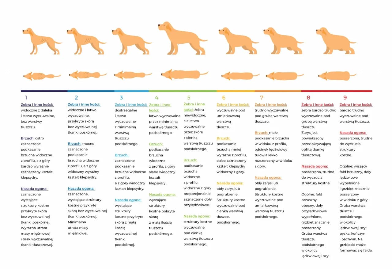 Ile mokrej karmy dla psa tabela – uniknij błędów w karmieniu pupila
