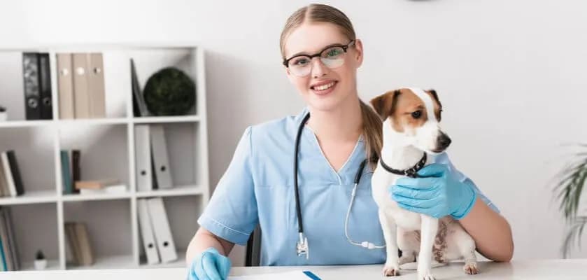 Ile zarabia weterynarz w Norwegii? Zaskakujące fakty o wynagrodzeniach