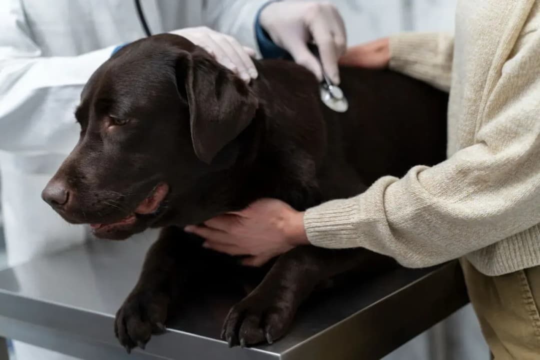 Ile zarabia weterynarz w USA? Zaskakujące różnice w wynagrodzeniu