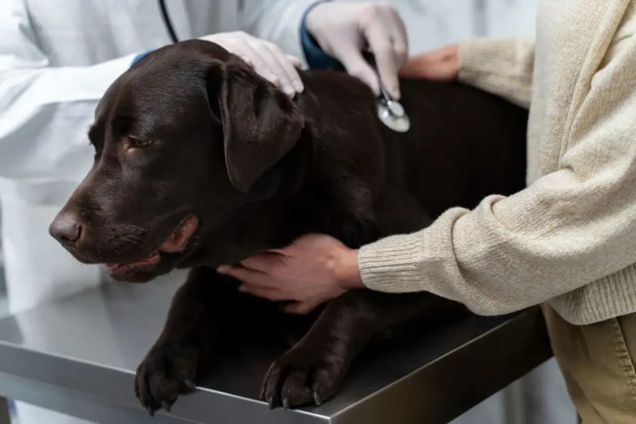 Ile zarabia weterynarz w USA? Zaskakujące różnice w wynagrodzeniu