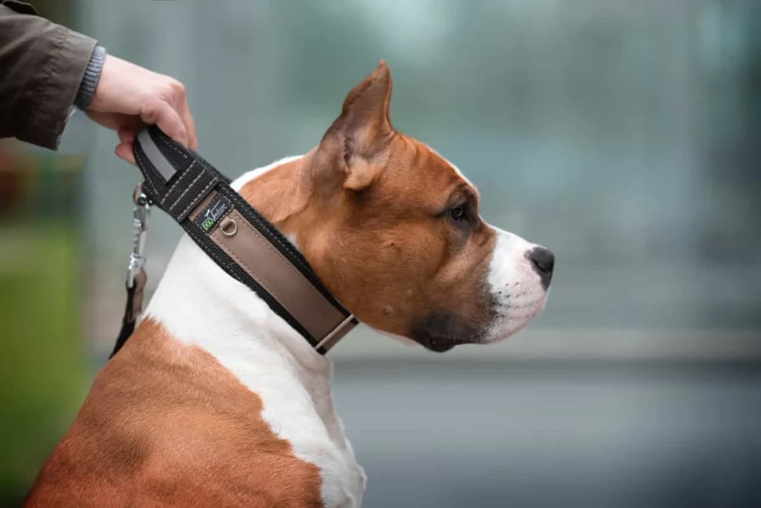 Jaka obroża dla psa: jak wybrać idealną obrożę dla swojego pupila