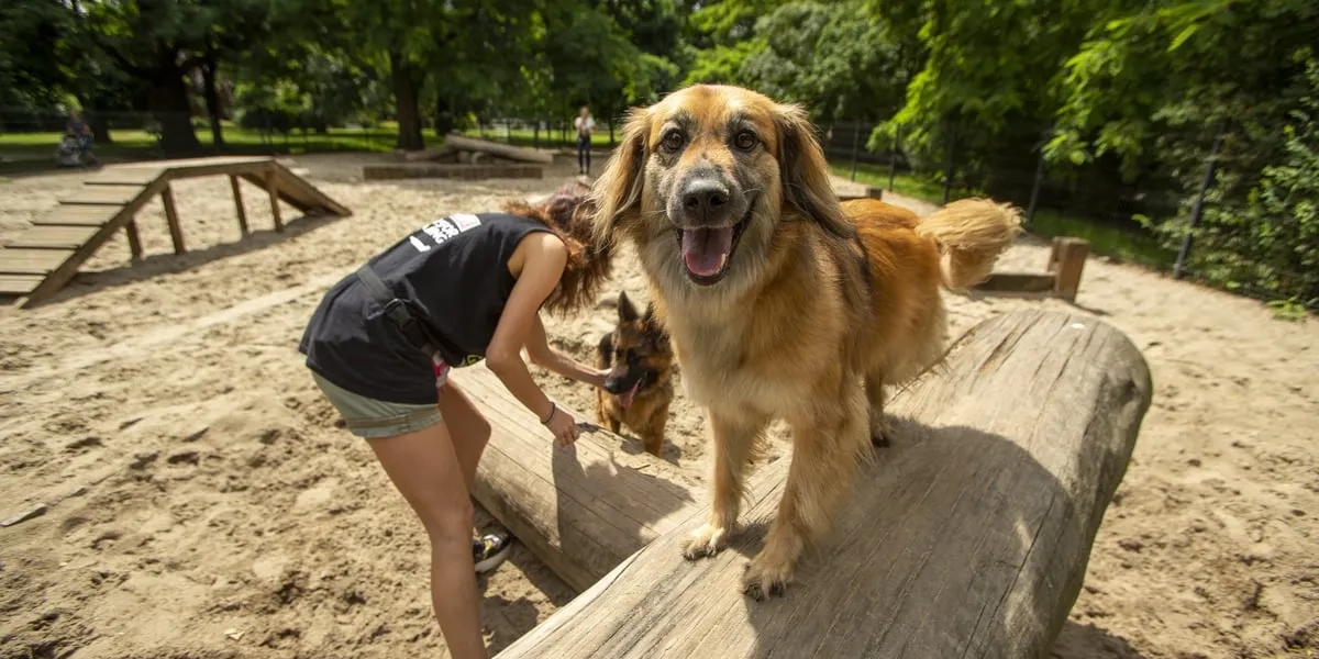 Gdzie na spacer z psem we Wrocławiu? Odkryj najlepsze miejsca