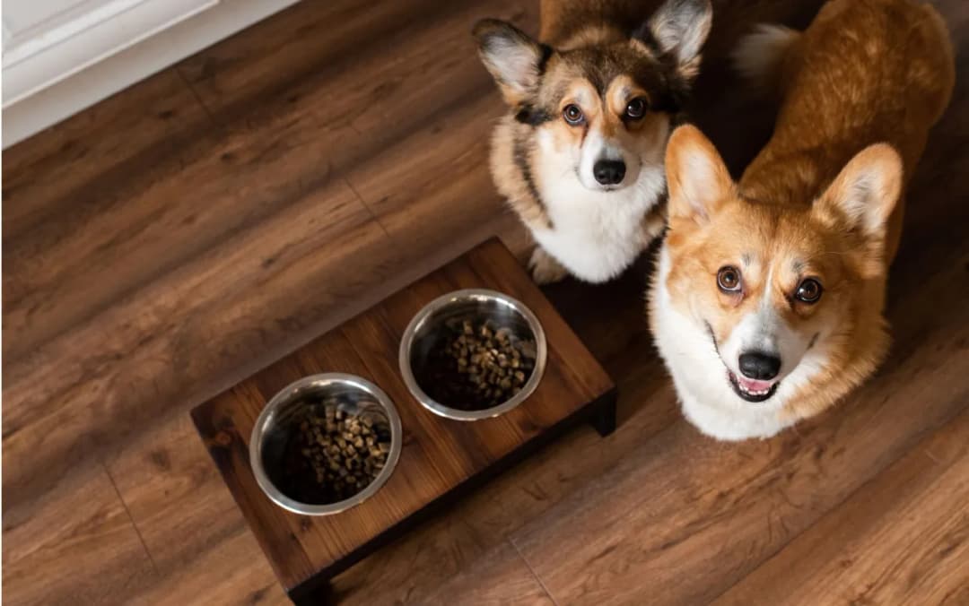 Do kiedy karma junior dla psa - uniknij błędów w diecie pupila