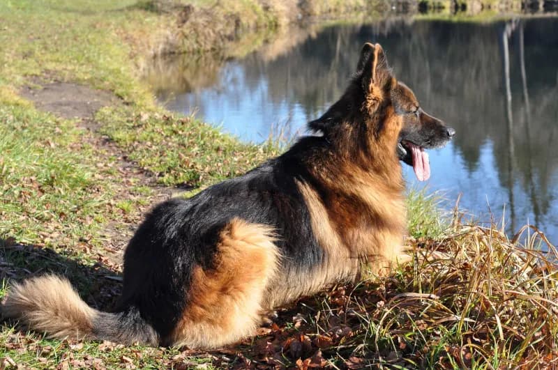 Owczarek niemiecki czy golden retriever – który pies lepszy dla rodziny?