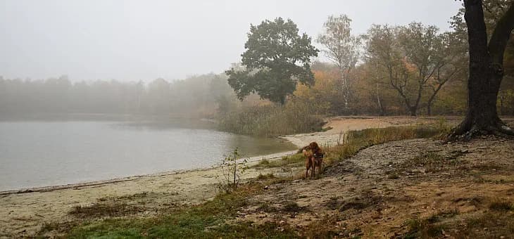 Najlepsze miejsca na spacer z psem w Opolskim - unikaj tłumów
