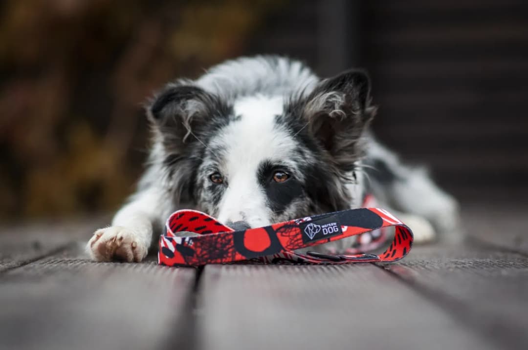 Obroża czy szelki dla Border Collie – co wybrać dla komfortu psa?