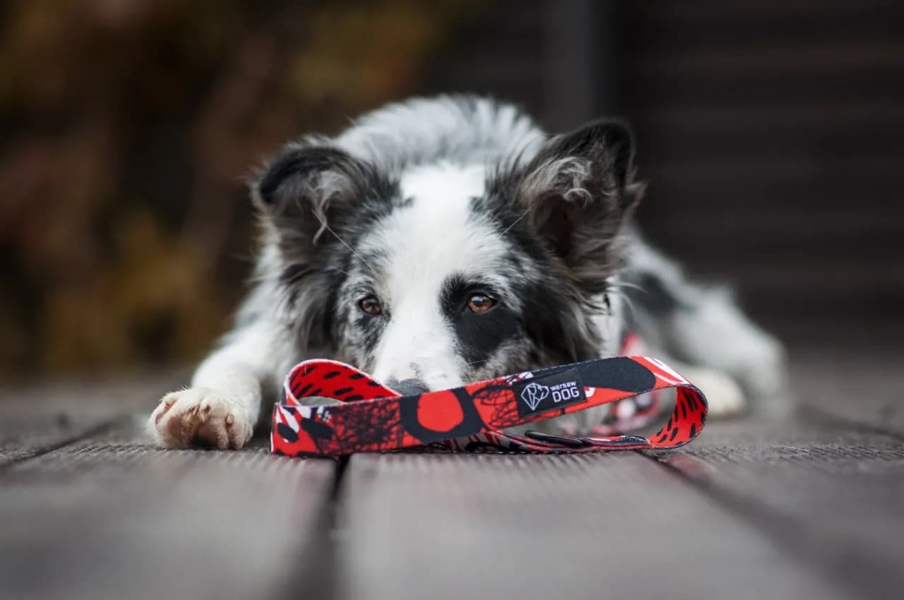 Obroża czy szelki dla Border Collie – co wybrać dla komfortu psa?