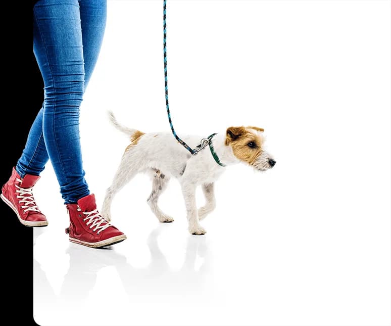 Ile kalorii spalasz podczas spaceru z psem? Sprawdź to teraz!