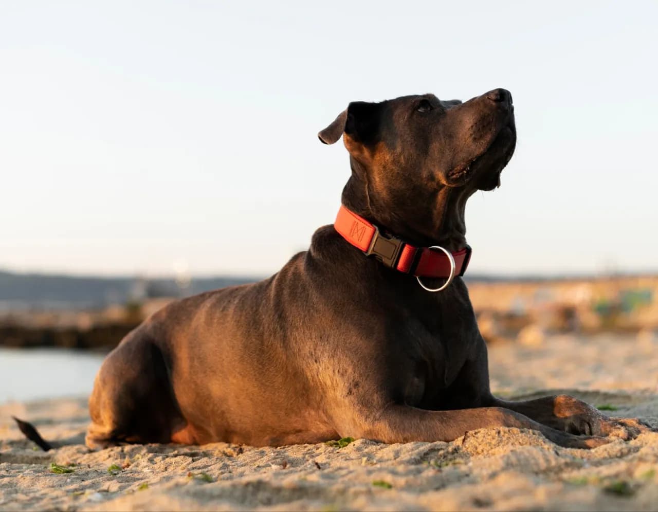 Do kiedy pies ma nosić obrożę na kleszcze, aby uniknąć zagrożeń?