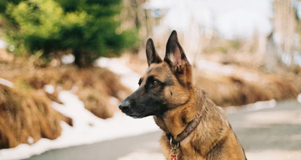 Gdzie na spacer z psem w Śląsku? Odkryj najlepsze miejsca na spacery