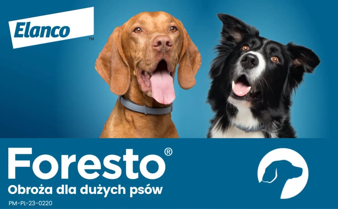 Obroża Foresto ile działa - jak długo chroni przed pchłami i kleszczami?