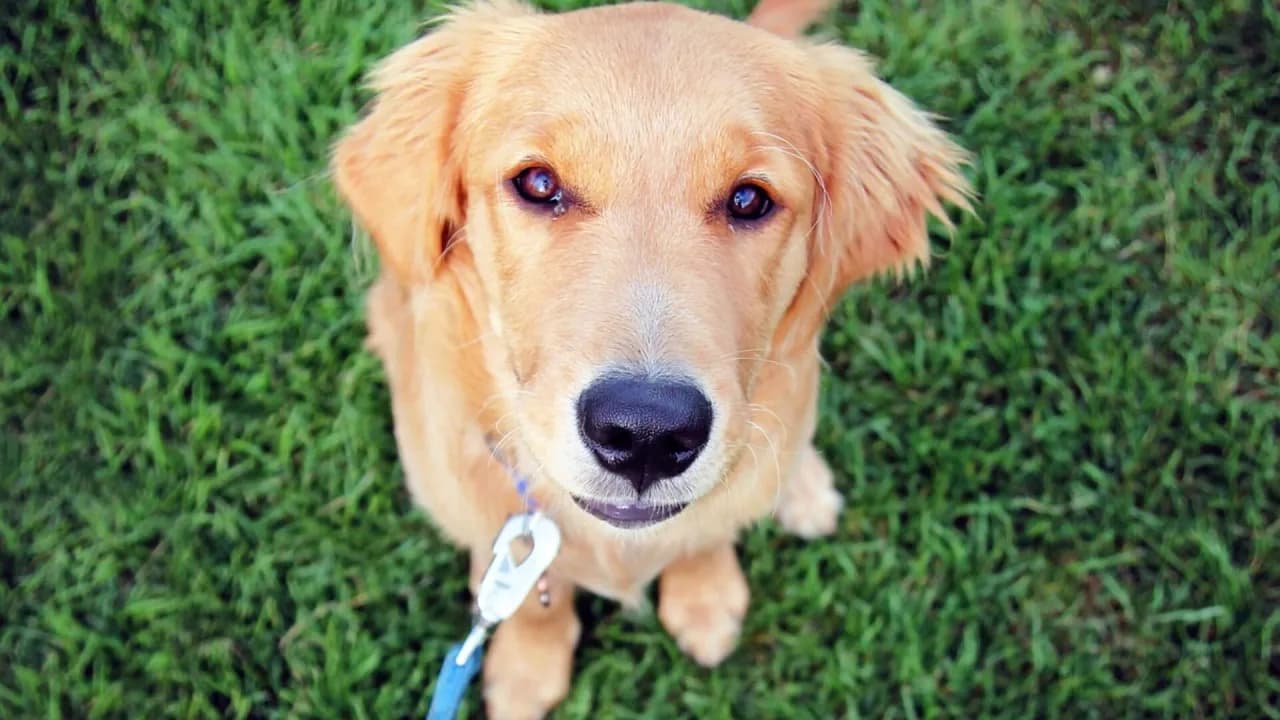 Czym się różni golden retriever od labradora – kluczowe różnice i cechy
