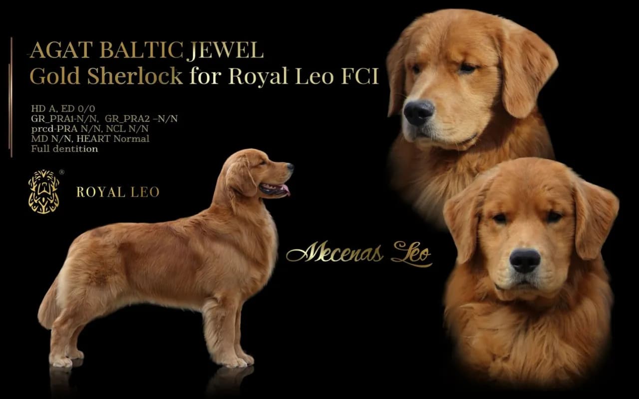 Gdzie kupić golden retrievera w Polsce – uniknij złych hodowli