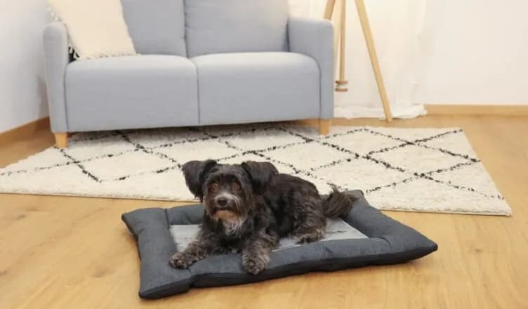 Jakie legowisko dla psa wybrać, aby zapewnić mu komfort i zdrowie?