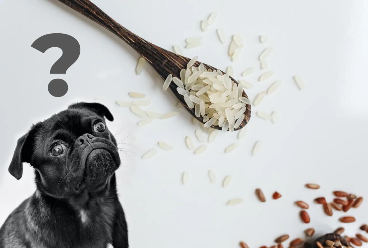 Z czym ryż dla psa? Odkryj najlepsze połączenia dla zdrowia pupila