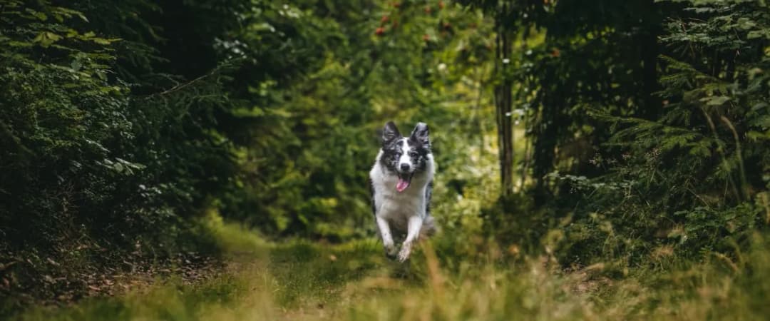 Gdzie z psem na spacer? Odkryj najlepsze miejsca w Polsce