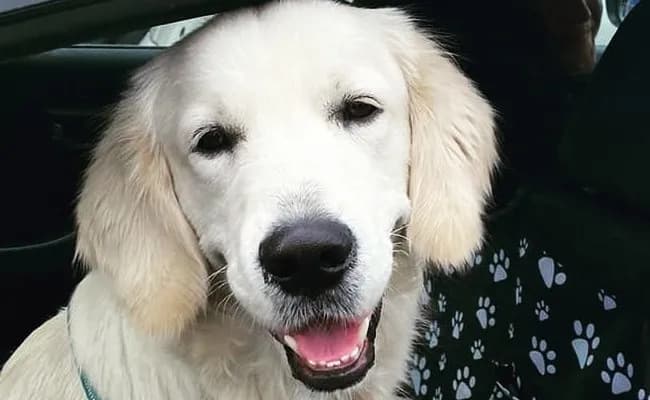 Czy golden retriever gubi dużo sierści? Oto, co musisz wiedzieć