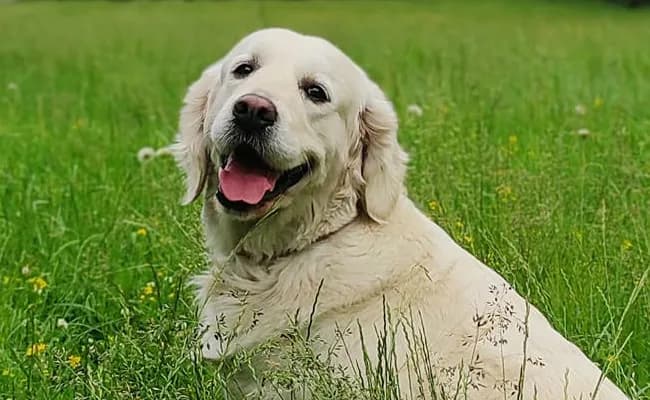 Czy golden retriever linieje? Oto co musisz wiedzieć o sierści psa