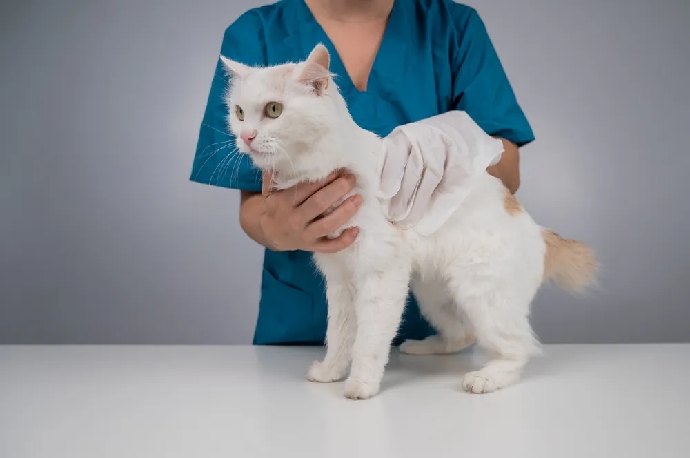 Kiedy pierwsza wizyta u weterynarza z kotem? Kluczowe informacje dla zdrowia