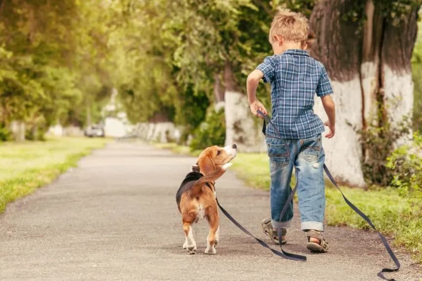 Kiedy pierwszy spacer z psem? Uniknij błędów i zapewnij bezpieczeństwo