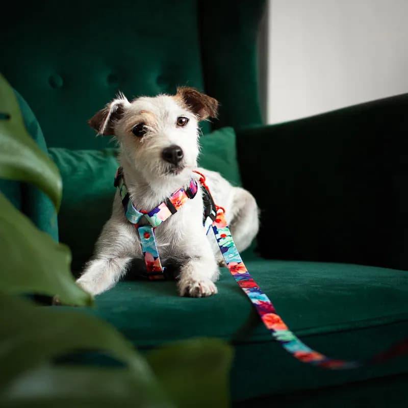 Szelki czy obroża dla Jack Russell Terriera - co wybrać dla psa?