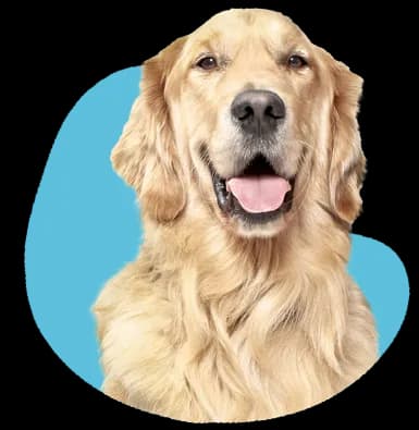 Ile powinien ważyć golden retriever? Sprawdź, czy Twój pies jest zdrowy