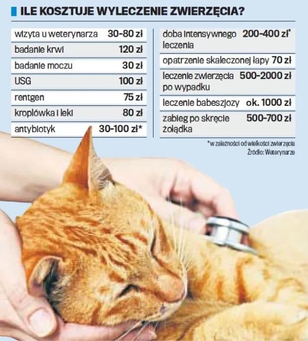 Ile kosztuje weterynarz dla kota? Sprawdź ceny i ukryte koszty